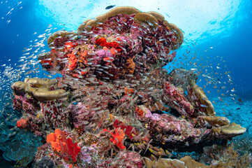 Colorful coral reef with school of glassfish surrounded in crystal clear water. Beautiful landscape...