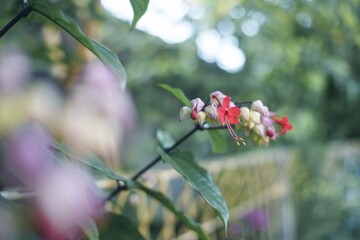 Vibrant Red Bleeding Heart Flower Amidst Green Foliage with Soft Bokeh