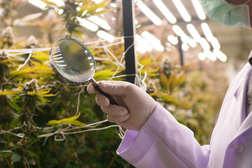 Close-up of a doctor's hand studying the growth of cannabis leaves in a cannabis nursery.