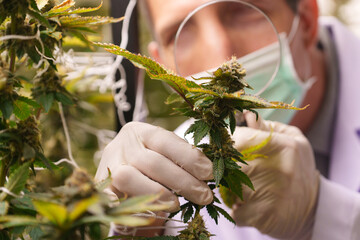 Close-up of doctors studying the growth of cannabis leaves in a cannabis plant nursery
