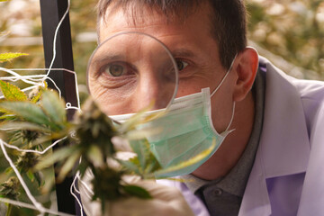 Close-up of doctors studying the growth of cannabis leaves in a cannabis plant nursery