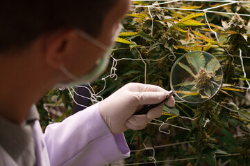 Close-up of a doctor's hand studying the growth of cannabis leaves in a cannabis nursery.