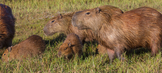 Capybara