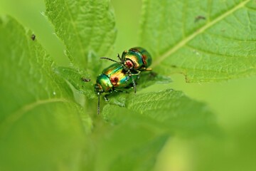 Paarung des Prächtigen Blattkäfers (Chrysolina fastuosa) an Hohlzahn