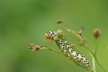 Raupe des Braunwurz-Mönchs (Shargacucullia scrophulariae)
an Knotiger Braunwurz (Scrophularia nodosa)