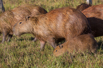 Capybara