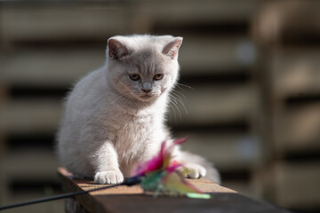 Portrait of a beautiful purebred British shorthair kitten