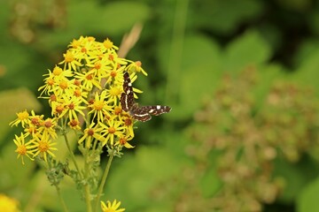 Landkärtchen (Araschnia levana f. prorsa)
auf Jakobskreuzkraut (Senecio jacobaea)