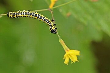 Raupe des Lattich-Mönchs (Cucullia lactucae) an Mauerlattich (Mycelis muralis)