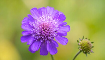 Purple Scabiosa Flower with Fine Detail