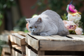 Portrait of a beautiful purebred British shorthair kitten © shymar27