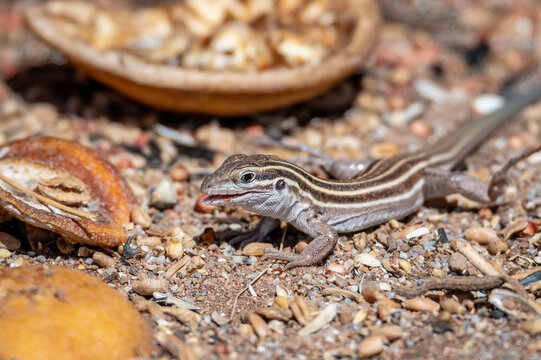 Little desert grassland whiptail lizard has her forked tongue out