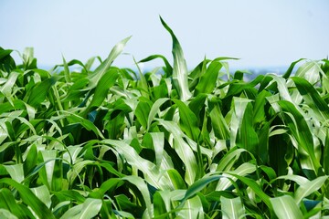 A dense field of green corn, displaying healthy growth and abundant life.
