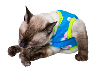 Siamese cat in a blue jacket, isolated on white background