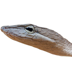 Close up of the head of a snake isolated on white background.