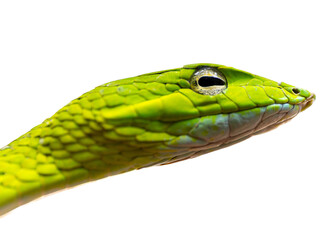 Green snake head isolated on white background
