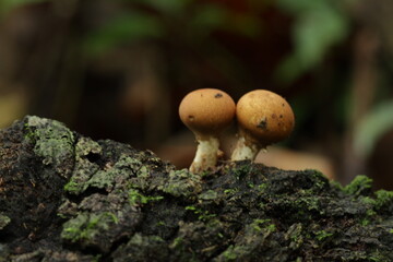 Mushrooms from tropic forest in kalimantan island