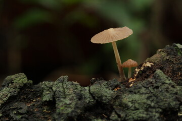 Mushrooms from tropic forest in kalimantan island