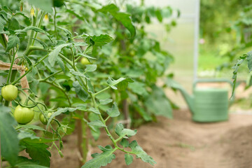 Fresh green tomatoes thrive on lush vines in a well-maintained greenhouse. A watering can on the aisle emphasizes professional care, sustainable farming practices, and organic vegetable production.
