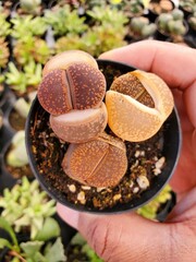 Light brown colors of Lithops plant, also known as the living stones succulent plants