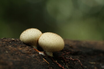 Mushrooms from tropic forest in kalimantan island