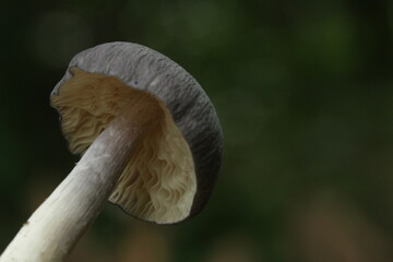 Mushrooms from tropic forest in kalimantan island