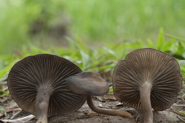 Mushrooms from tropic forest in kalimantan island