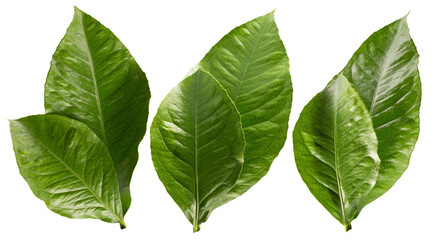 collection of orange green leaves isolated on white background