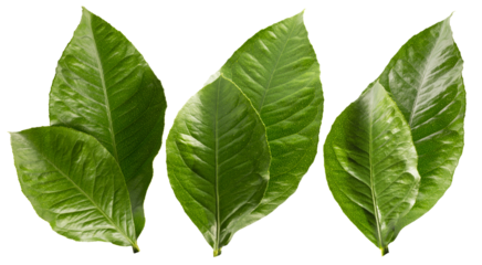 collection of orange green leaves isolated on white background