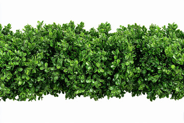 Obraz premium Lush green boxwood hedge adds elegance to any landscape design