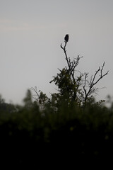 Crow sitting on top of a tree