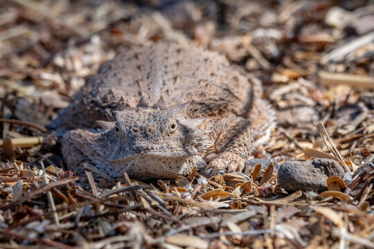 Greater short-horned lizard facing camera at ground level