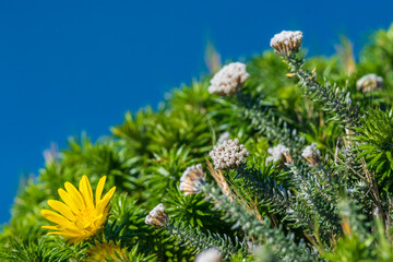 Close-up of flowers near the Cape of Good Hope, South Africa