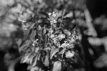 Abstract blur over flower bed salvia blooms in black and white