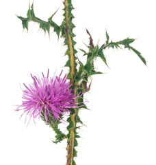 Milk thistle flower isolated on white background.