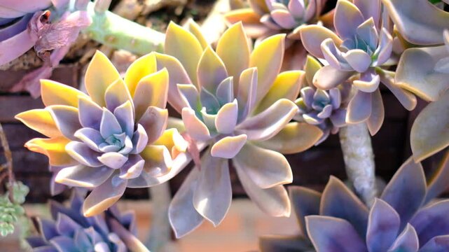 A bunch of purple and yellow flowers with a brown stem. The flowers are in a vase