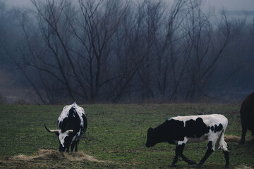 Corriente cow with calf on dreary moody atmosphere background on farm.