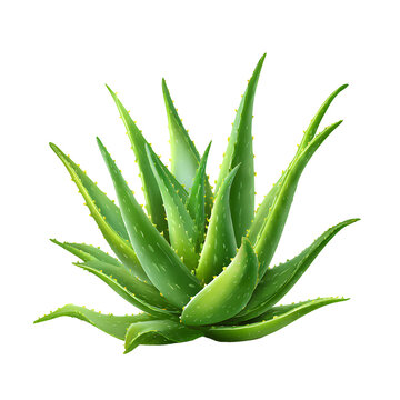 Alovera plant  isolated on a transparent  background