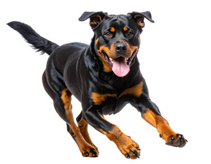 Obraz premium Running Rottweiler Captured Mid-Motion with Tongue Out, isolated on a transparent background.
