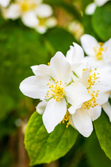 Beautifully blooming white jasmine flowers in their natural environment.