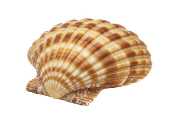A striped seashell isolated on transparent background