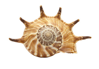 A spiny seashell with a spiral pattern isolated on transparent background