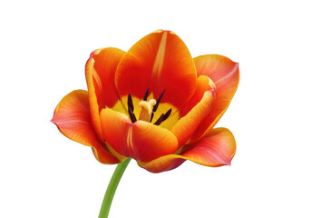 Vibrant orange tulip flower with yellow accents isolated on transparent background