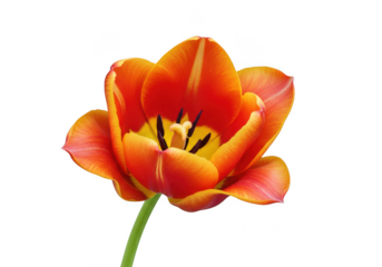 Vibrant orange tulip flower with yellow accents isolated on transparent background