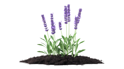A close-up of lavender flowers isolated on transparent background