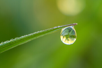 Macro detail photography of a drop of dew on a wild plant.Morning dew drops. Fresh green dewy grass.