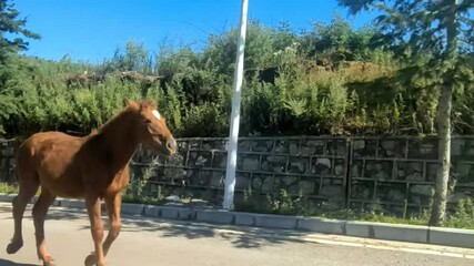When a horse walked the road like a king, everyone watched in awe! Horse walks the road calmly, cars stop to stare! Road belongs to this horse now – watch it strut with pride! Lone horse walks down th