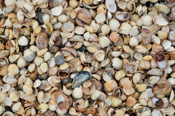 Overhead view of a large collection of assorted British sea shells including clams, whelks, cockles, limpets and periwinkles. The shells fill the frame using natural lighting at Leysdown.