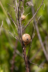 Obraz premium Close up of brown garden snail on dry twig in Mediterranean vegetation, France, Corsica, Ajaccio, 13 June 2025