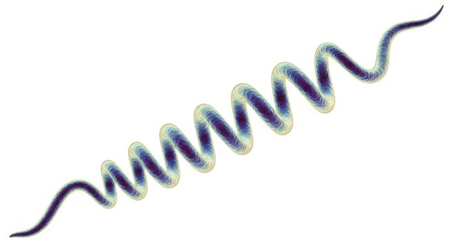 Spirocheten รูปภาพSpirochete – เลือกดูภาพถ่ายสต็อก เวกเตอร์ และวิดีโอ3,226 | Adobe ...